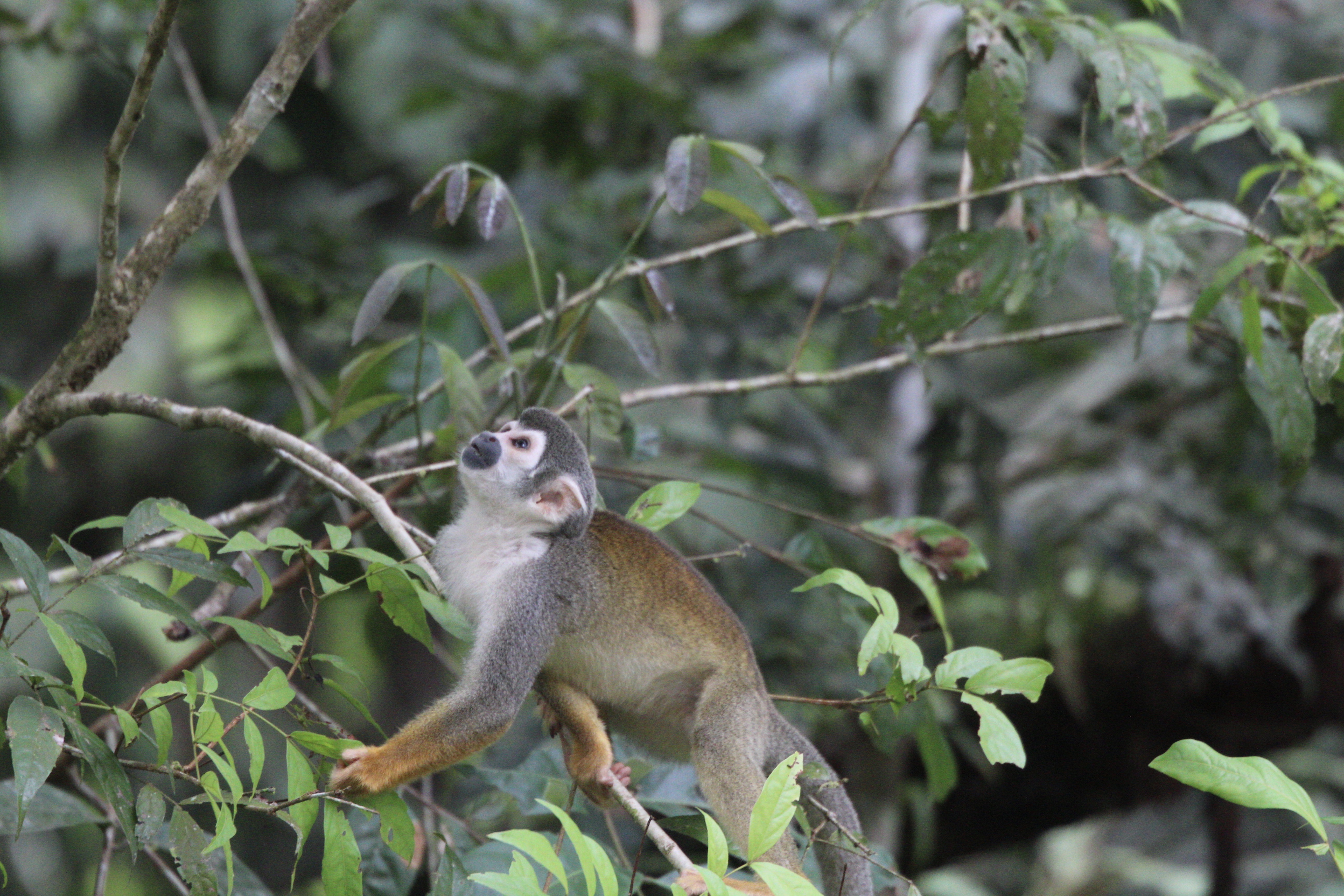 My Amazon adventure: 4 days in Cuyabeno, Ecuador