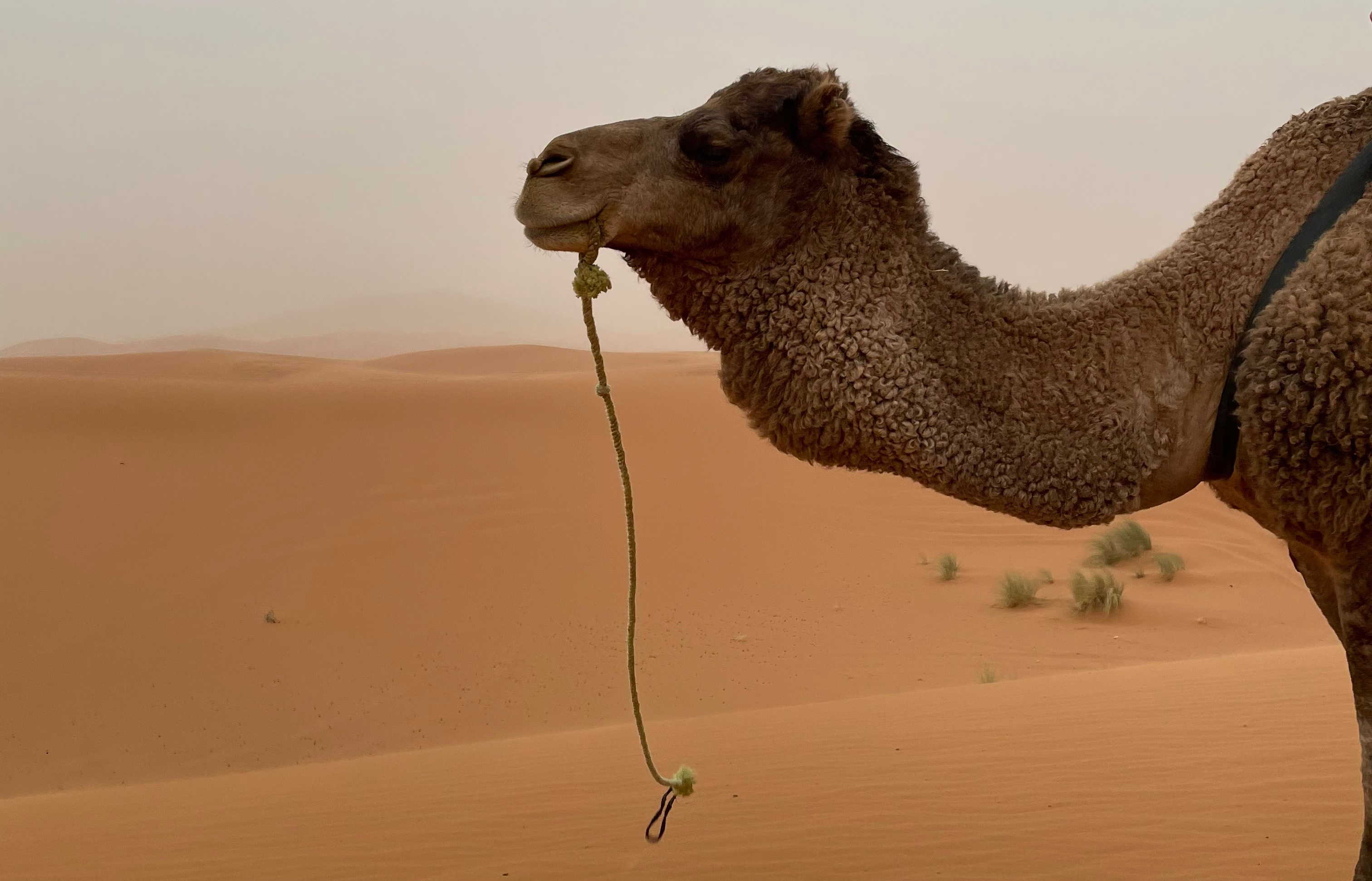 Sahara Desert Tour from Marrakech: An Honest 3-Day Merzouga Review